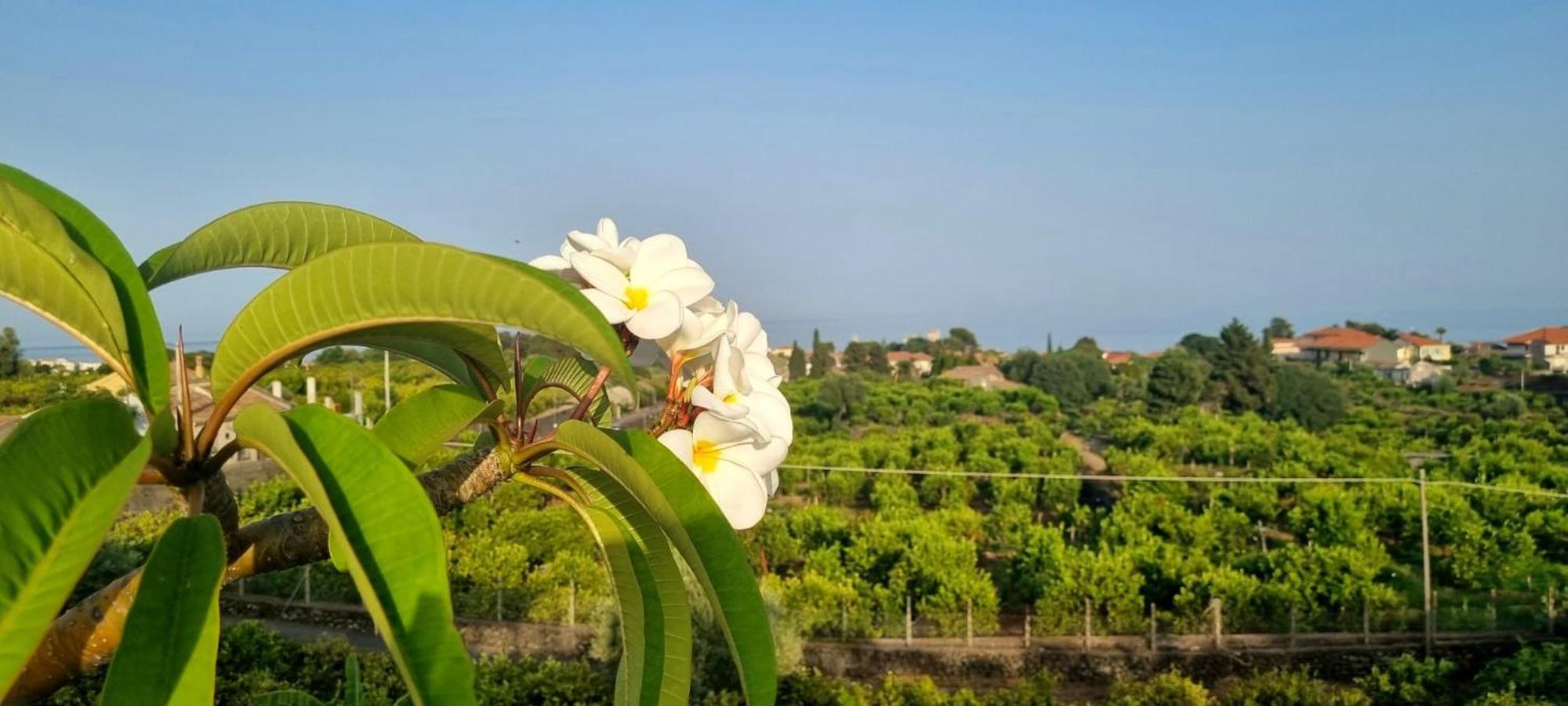 Casa Mariano Villa Acireale Eksteriør billede